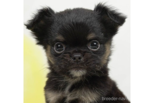 成約済の千葉県のチワワ(ロングコート)-225157の4枚目